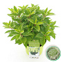 Hydrangea pan. Whitelight 35-45 cm 5,0L