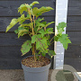 Hydrangea querc. 'Tennessee Clone' 40-50 cm 10L