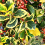 Ilex altacl. 'Golden King' 25-30 cm P9