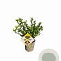 Ilex crenata Dark Green 10-15 cm P9 struik