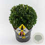 Ilex crenata Dark Green 30 cm 7,5L bol potgekweekt