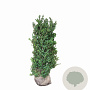 Ilex crenata Dark Green 125-150 cm met kluit struik