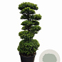 Ilex crenata Dark Green 160-180 cm 45L bonsai