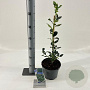 Ilex meserv. 'Blue Prince' 30-40 cm 3,0L