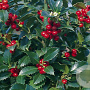 Ilex meserv. 'Hachfee' 6-8 HO draadkluit