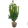 Ilex meserv. 'Heckenpracht' 80-100 cm met kluit