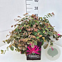 Loropetalum c. 'Daybreak's Flame 35-40 cm 10L