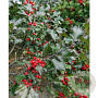 Ilex meserv. 'Mesid' 100 cm cont. 130L bol