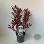 Itea virginica 'Henry's Garnet' 25-30 cm 2,0L