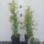 Juniperus comm. 'Gold Cone' 25-30 cm P9