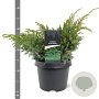 Juniperus squamata 'Blue Spider' 30-40 cm 3,0L