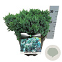 Juniperus squamata 'Blue Star' 30-40 cm 7,5L
