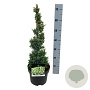 Juniperus squamata 'Holger' 40-50 cm 5,0L