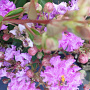 Lagerstroemia 'Cordon Blue' 20-30 cm 7,5L