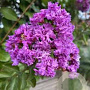 Lagerstroemia i. 'Catawba' 50-60 cm 7,5L