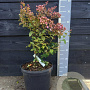 Lagerstroemia i. 'Petite Pink' 50-60 cm 10L