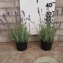 Lavandula ang. 'Hidcote' 15-20 cm 2,0L
