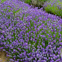 Lavandula ang. 'Lavender Lady' 15-20 cm C1.3