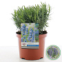 Lavandula ang. 'Munstead' 25-30 cm 5,0L