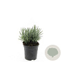 Lavandula ang. 'Munstead' GM 1.5