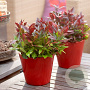 Leucothoe 'Little Flames' 20-25 cm 2,0L