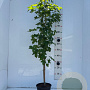 Liquidambar styraciflua 125-150 cm 5,0L