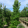 Liquidambar styraciflua 18-20 HO draadkluit geveerd