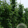 Liquidambar s. 'Rotundiloba' 12-14 HO draadkluit geveerd