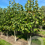 Magnolia 'Galaxy' 250-300 cm draadkluit meerstammig