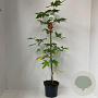 Liquidambar s. 'Worplesdon' 60-80 cm 3,0L met stok geveerd