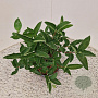 Lonicera c. kamtschatica 25-30 cm 2,5L