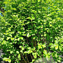 Magnolia kobus 275-300 cm cont. 90L struik