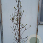Magnolia l. 'Nigra' 125-150 cm 25L vertakt