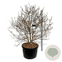 Magnolia stellata 175-200 cm cont. 230L solitair