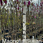 Magnolia 'Susan' 100-125 cm 15L