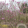 Magnolia 'Susan' 300-350 cm draadkluit meerstammig