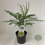 Mahonia media 'Charity' 40-50 cm 2,0L