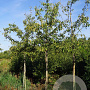 Malus 'Almey' 14-16 HO draadkluit