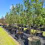 Malus 'Braendkjaer' 175-200 cm cont. 90L meerstammig