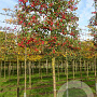 Malus 'Evereste' 12-14 HO draadkluit LEIVORM 200 cm stam