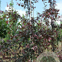 Malus toringo 'Freja' 8-10 HO draadkluit