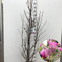 Magnolia 'Susan' 150-175 cm 15L
