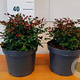 Nandina d. Obsessed 25-30 cm 5,0L
