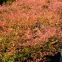 Nandina d. 'Richmond' 30 cm 2,0L