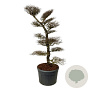 Nothofagus antarctica 200-225 cm cont. 230L bonsai