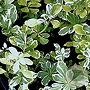 Pachysandra term. 'Variegata' GM P9