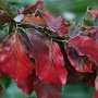 Parrotia persica 'Burgundy' 10-12 HO draadkluit