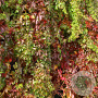Parthenocissus quinquefolia murorum 150-175 cm vierkant rond 5,5L