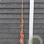 Parthenocissus tr. 'Veitch Boskoop' 150-175 cm vierkant rond 5,5L