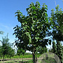 Paulownia tomentosa 40-45 HO draadkluit